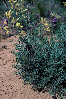 APII jpeg image of Grevillea shuttleworthiana subsp. obovata  © contact APII