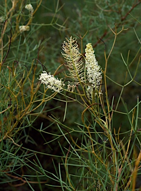 APII jpeg image of Grevillea intricata  © contact APII