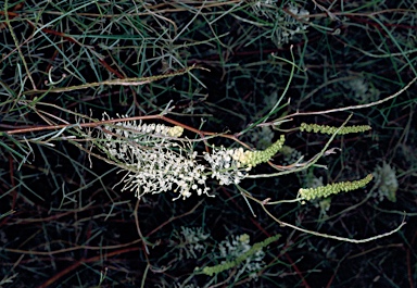 APII jpeg image of Grevillea intricata  © contact APII