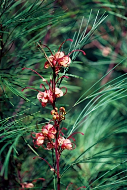 APII jpeg image of Grevillea johnsonii  © contact APII