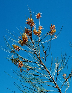 APII jpeg image of Grevillea juncifolia  © contact APII