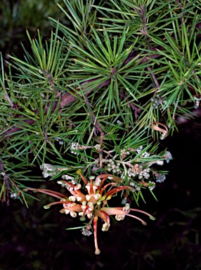 APII jpeg image of Grevillea juniperina  © contact APII