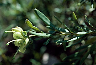 APII jpeg image of Grevillea kedumbensis  © contact APII