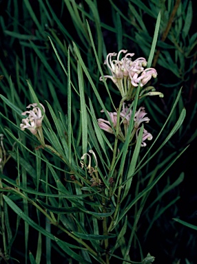APII jpeg image of Grevillea leiophylla  © contact APII