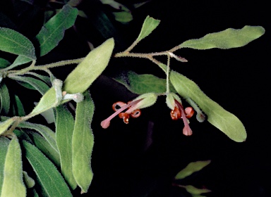 APII jpeg image of Grevillea linsmithii  © contact APII