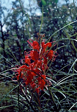 APII jpeg image of Grevillea longistyla  © contact APII