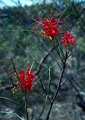 APII jpeg image of Grevillea longistyla  © contact APII