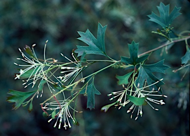APII jpeg image of Grevillea manglesii subsp. manglesii  © contact APII