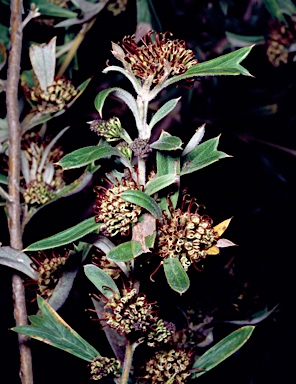 APII jpeg image of Grevillea manglesioides subsp. manglesioides  © contact APII