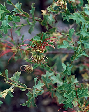 APII jpeg image of Grevillea maccutcheonii  © contact APII