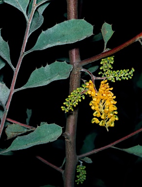 APII jpeg image of Grevillea miniata  © contact APII