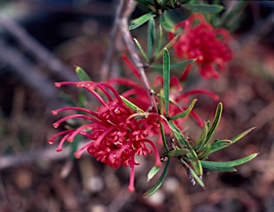 APII jpeg image of Grevillea molyneuxii  © contact APII