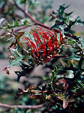 APII jpeg image of Grevillea montis-cole subsp. montis-cole  © contact APII