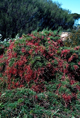 APII jpeg image of Grevillea nana subsp. abbreviata  © contact APII