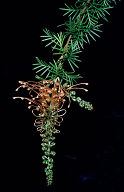 APII jpeg image of Grevillea nana subsp. abbreviata  © contact APII