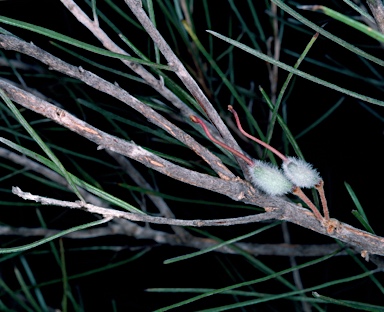 APII jpeg image of Grevillea nematophylla subsp. supraplana  © contact APII