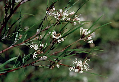 APII jpeg image of Grevillea neurophylla  © contact APII