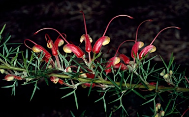 APII jpeg image of Grevillea newbeyi  © contact APII