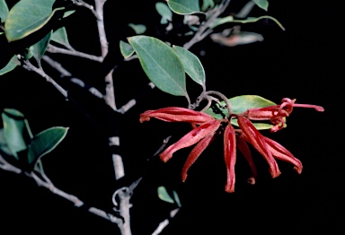 APII jpeg image of Grevillea oxyantha subsp. oxyantha  © contact APII