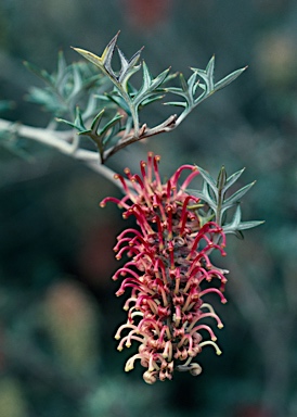 APII jpeg image of Grevillea pachylostyla  © contact APII