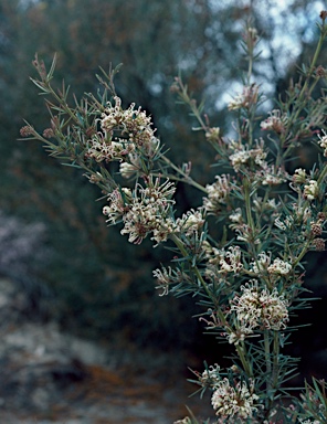 APII jpeg image of Grevillea parviflora  © contact APII