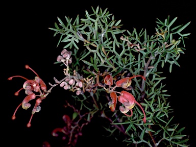 APII jpeg image of Grevillea patentiloba subsp. patentiloba  © contact APII