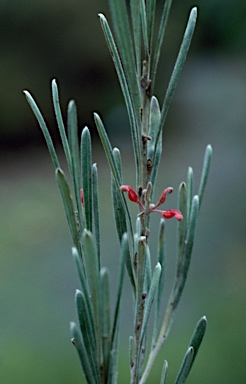APII jpeg image of Grevillea pauciflora subsp. saxatilis  © contact APII