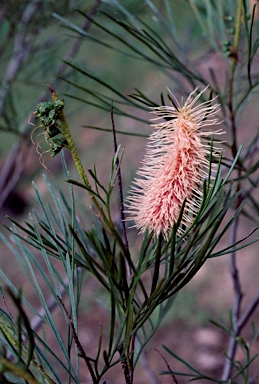 APII jpeg image of Grevillea petrophiloides  © contact APII