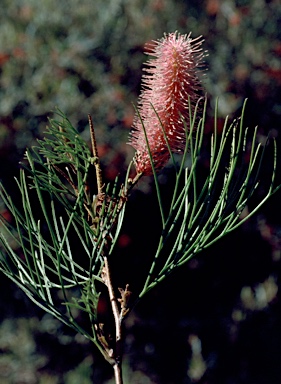 APII jpeg image of Grevillea petrophiloides subsp. petrophiloides  © contact APII