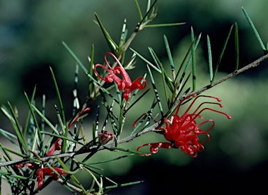 APII jpeg image of Grevillea phillipsiana  © contact APII