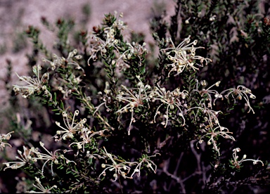 APII jpeg image of Grevillea pilulifera  © contact APII