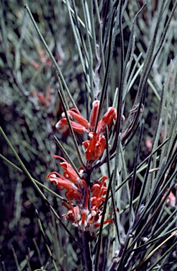 APII jpeg image of Grevillea pityophylla  © contact APII