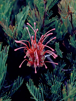 APII jpeg image of Grevillea plurijuga subsp. plurijuga  © contact APII