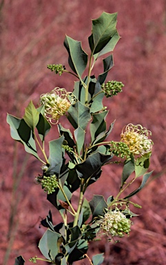 APII jpeg image of Grevillea prasina  © contact APII