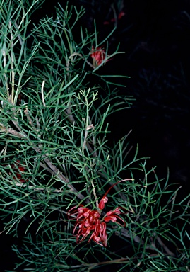 APII jpeg image of Grevillea preissii subsp. preissii  © contact APII