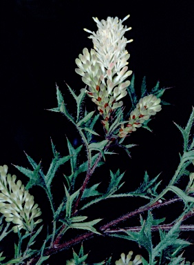 APII jpeg image of Grevillea pulchella subsp. ascendens  © contact APII