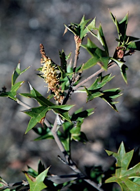 APII jpeg image of Grevillea ramosissima subsp. ramosissima  © contact APII