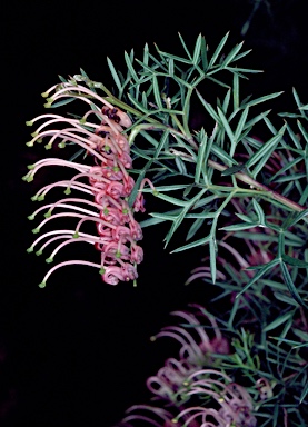 APII jpeg image of Grevillea rivularis  © contact APII