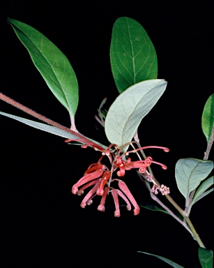 APII jpeg image of Grevillea rhyolitica subsp. rhyolitica  © contact APII