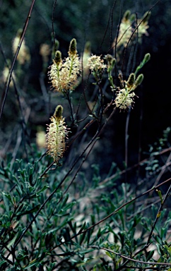 APII jpeg image of Grevillea rudis  © contact APII