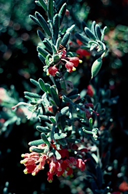 APII jpeg image of Grevillea saccata  © contact APII