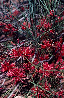 APII jpeg image of Grevillea sarissa subsp. sarissa  © contact APII