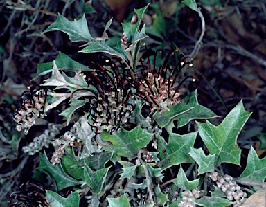 APII jpeg image of Grevillea scortechinii subsp. sarmentosa  © contact APII