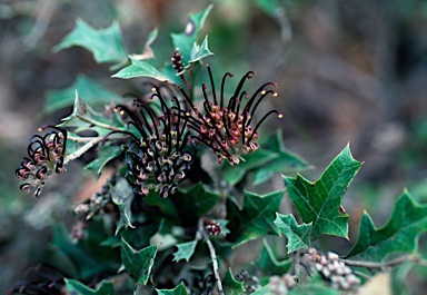 APII jpeg image of Grevillea scortechinii subsp. sarmentosa  © contact APII