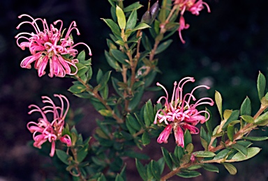 APII jpeg image of Grevillea sericea  © contact APII