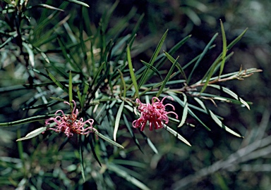 APII jpeg image of Grevillea sericea subsp. riparia  © contact APII