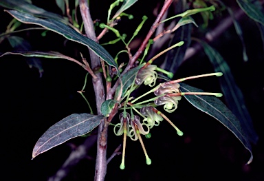 APII jpeg image of Grevillea shiressii  © contact APII