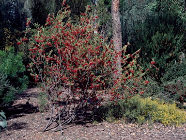 APII jpeg image of Grevillea speciosa subsp.  © contact APII