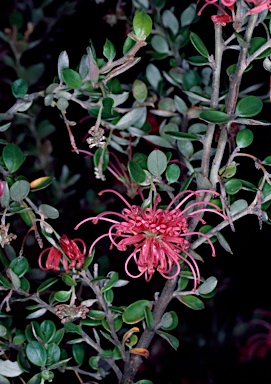 APII jpeg image of Grevillea speciosa  © contact APII