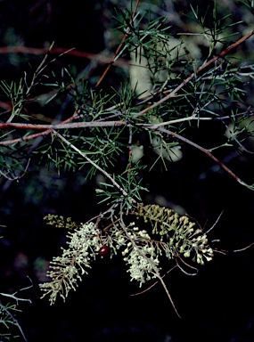 APII jpeg image of Grevillea subtiliflora  © contact APII